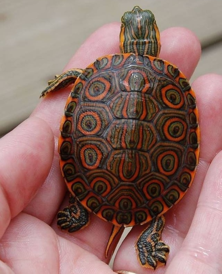 A turtle adorning incredible patterns