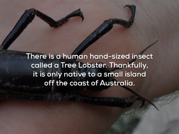 wtf facts - lord howe island stick insect - There is a human handsized insect called a Tree Lobster. Thankfully, it is only native to a small island off the coast of Australia.