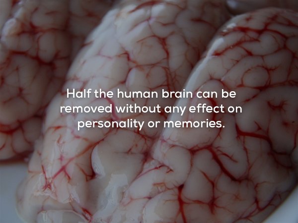 wtf facts - brain as food - Half the human brain can be removed without any effect on personality or memories.