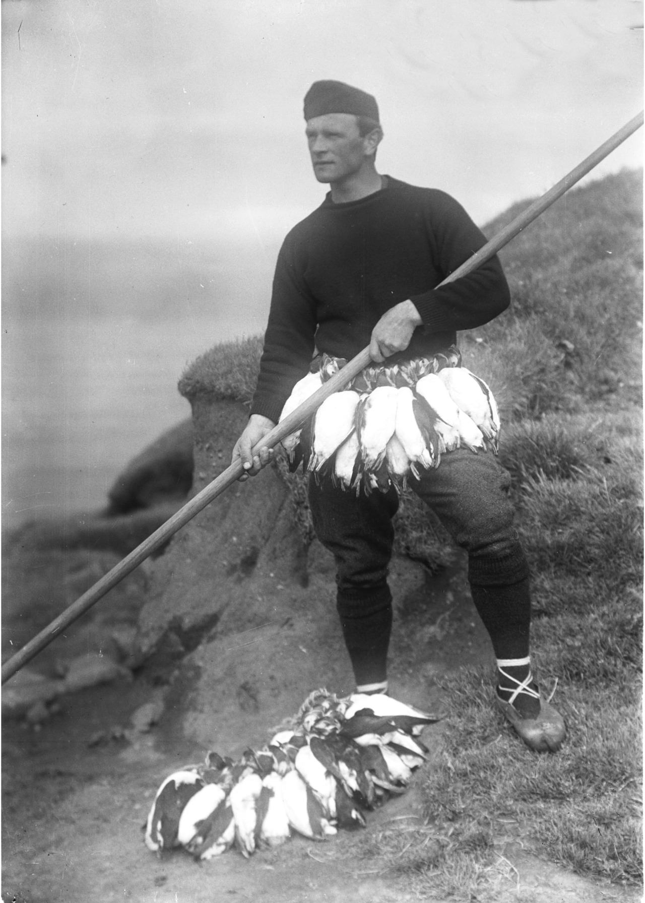 A man from Norway hunting Puffins on the Faroe Islands in 1900.