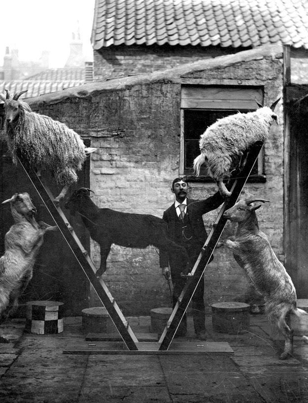 5 Goats doing a trick on ladders in Austria-Hungary in 1910.