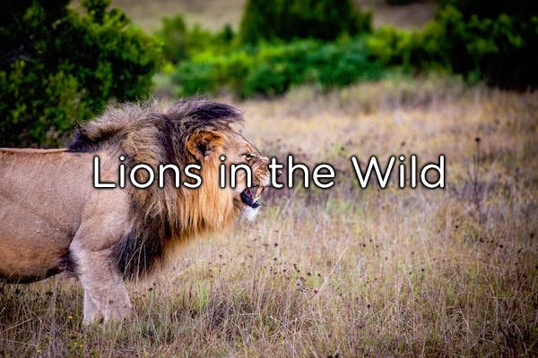 If you ever encounter lions in the wild, DON’T RUN. Either back away slowly without losing sight of them, or stand your ground, shout and clap as loudly as you can.