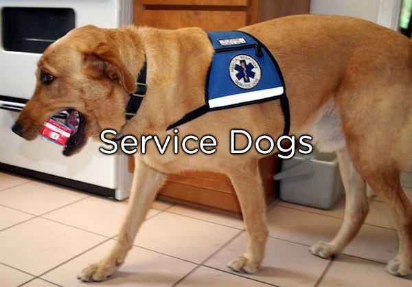 If a service dog comes to you for attention, immediately locate their owner. They could be using a last-ditch effort to get help.