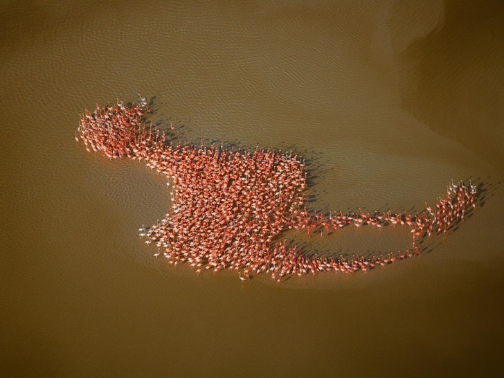 cool pics - national geographic animal migration