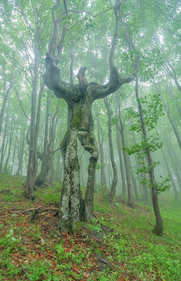 cool pics - trees that look like people