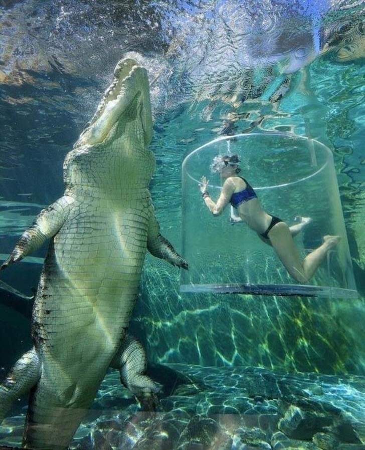 cool pics - darwin crocodile cage