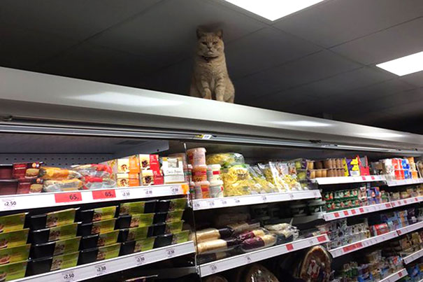 supermarket cat - 65 250