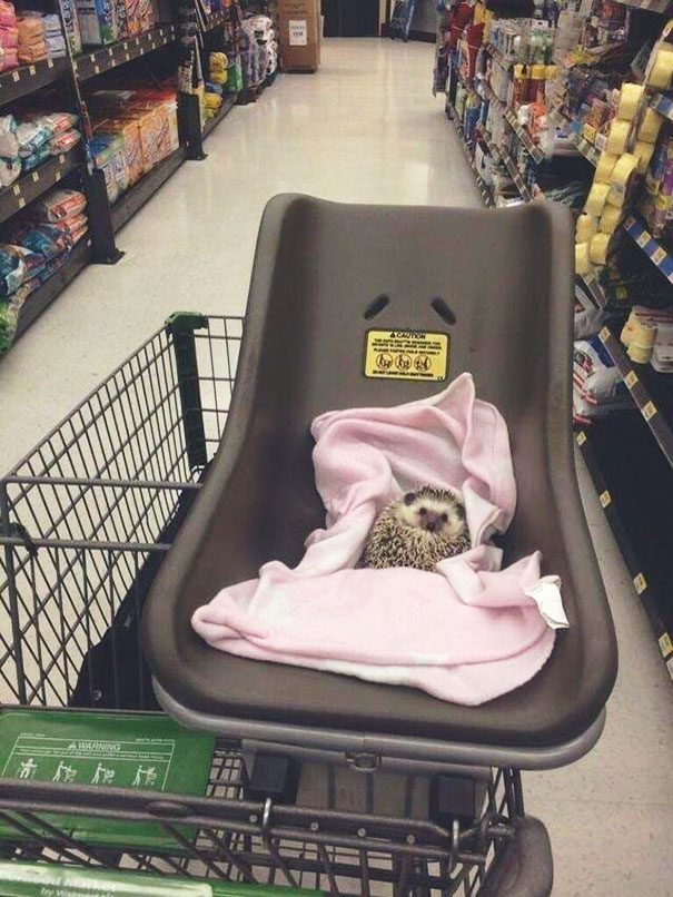 hedgehog in shopping cart