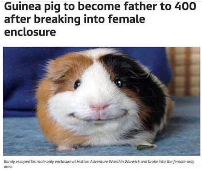 guinea pig father of 400 - Guinea pig to become father to 400 after breaking into female enclosure Randy escaped his male only enclosure at Hotton Adventure World in Warwick and broke into the femaleonly area.
