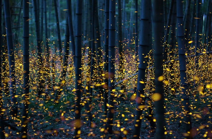Long exposure photo of fireflies in Japan