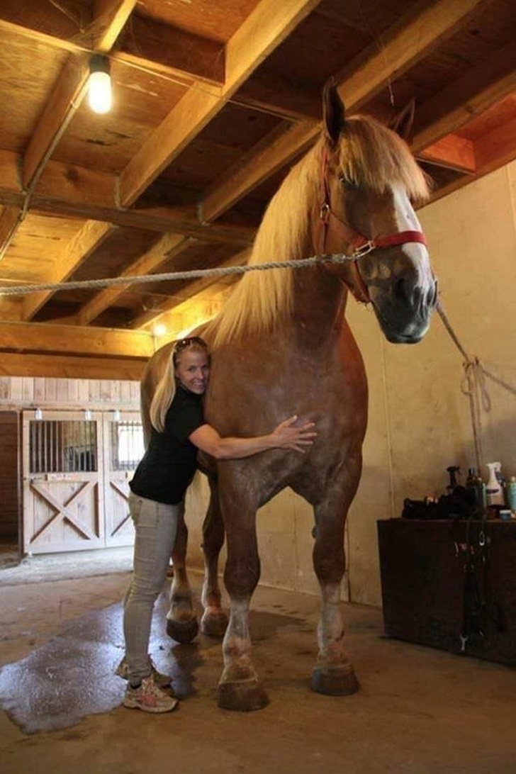 This is Jake — the world’s tallest horse