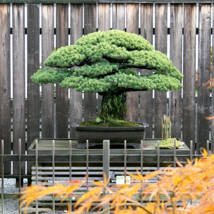 A 1,625-year-old Bonsai