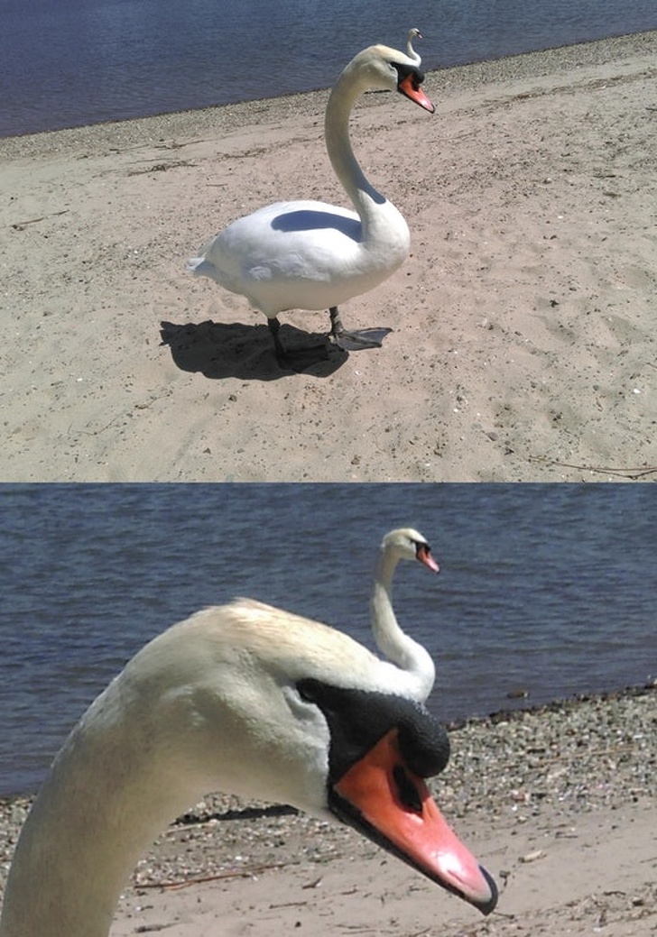 This swan looks like it has 2 heads.