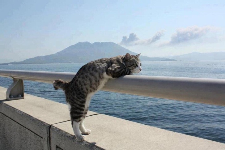 Cat gazing out at the ocean