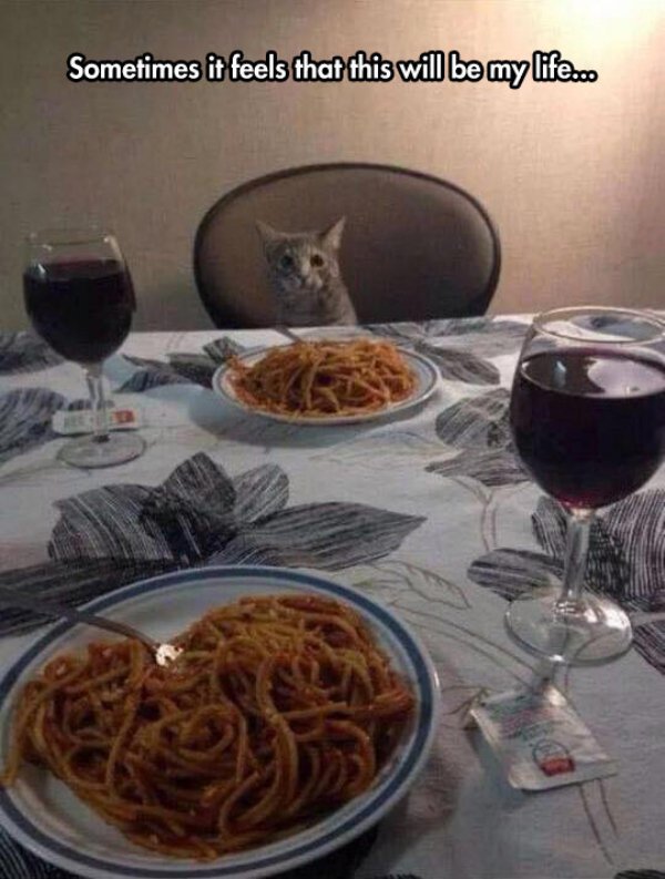 dinner with cat - Sometimes it feels that this will be my life.co