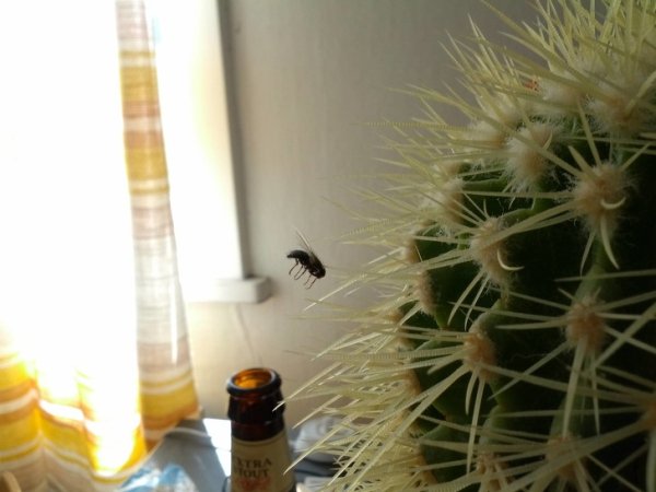 fly stuck on cactus - Wa