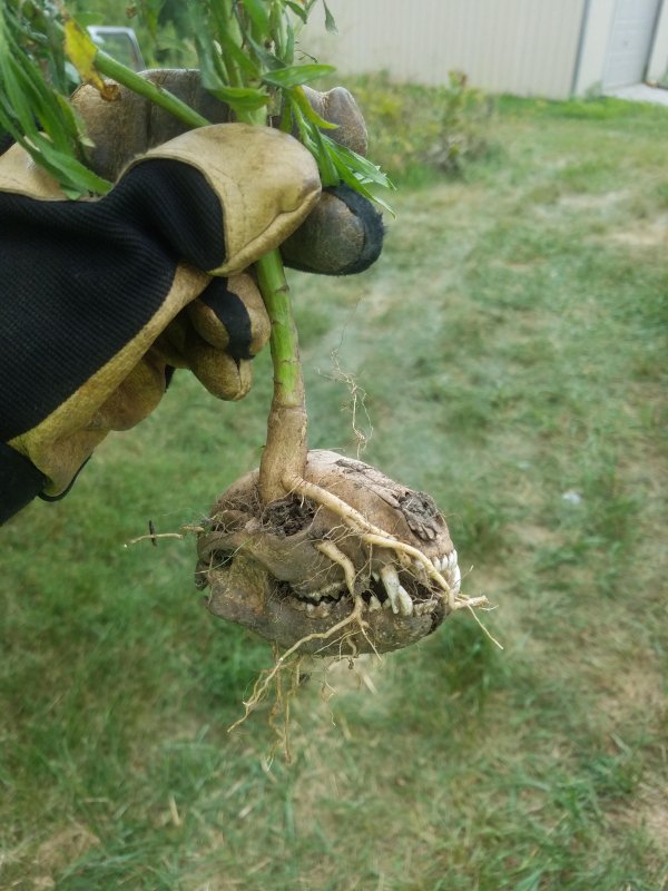 plant growing out of skull