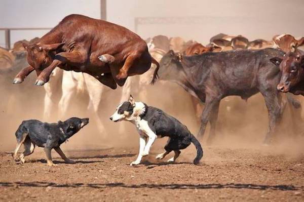 random pic cattle dogs working