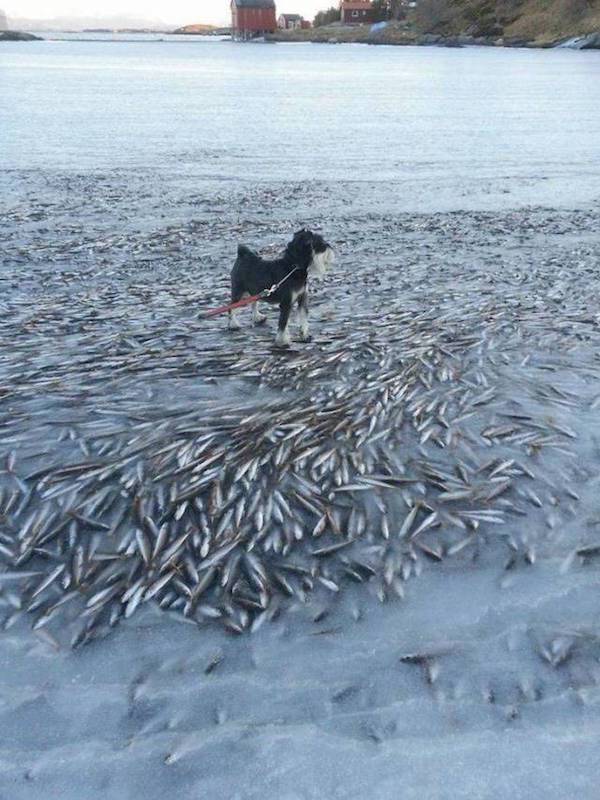 random pic frozen fish norway