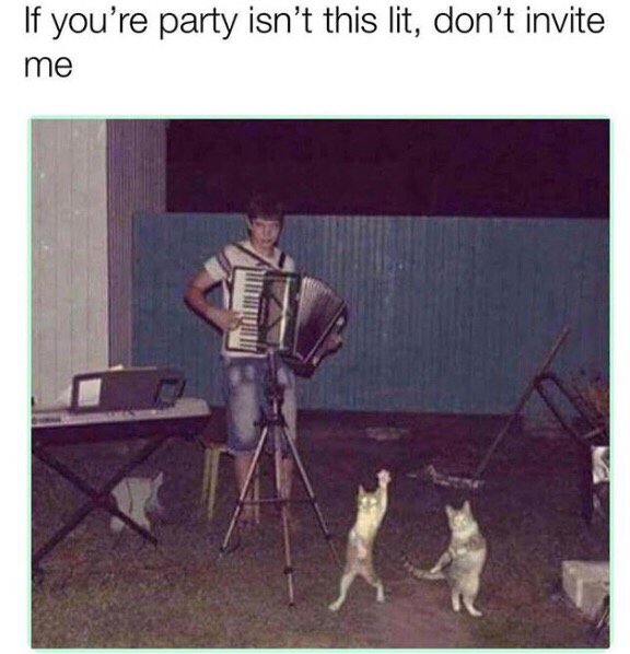 lit party cats - If you're party isn't this lit, don't invite me