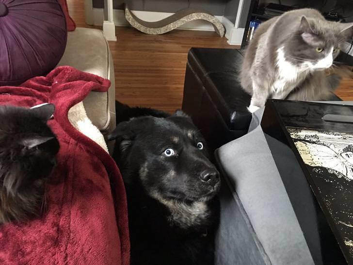 lucy outnumbered by cats