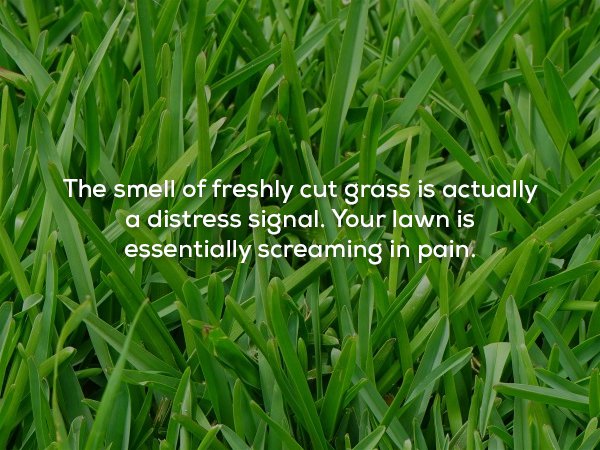grass growing - The smell of freshly cut grass is actually a distress signal. Your lawn is essentially screaming in pain.