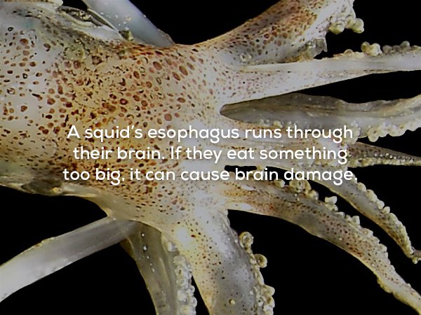A squid's esophagus runs through their brain. If they eat something too big, it can cause brain damage,