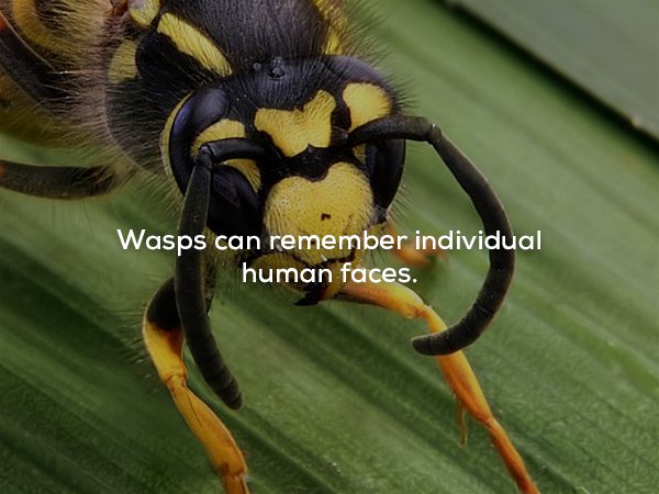 vespula germanica - Wasps can remember individual human faces.