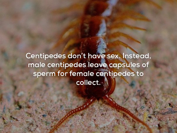centipedes meaning - Centipedes don't have sex. Instead, male centipedes leave capsules of sperm for female centipedes to collect.