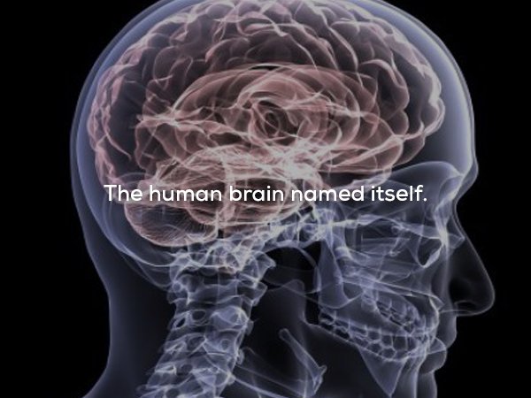 skull x ray digital - The human brain named itself.
