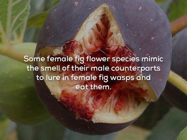 Some female fig flower species mimic the smell of their male counterparts to lure in female fig wasps and eat them.