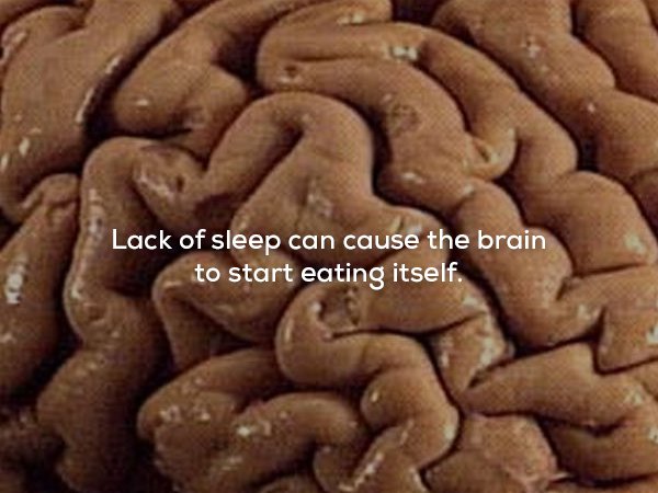 creepy brain - Lack of sleep can cause the brain to start eating itself.