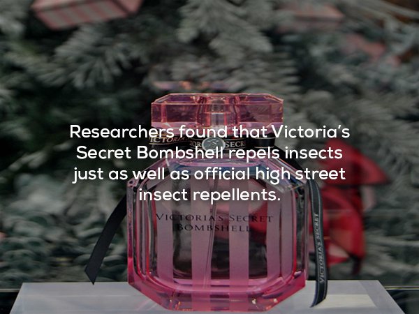 glass - Researchers found that Victoria's Secret Bombshell repels insects just as well as official high street insect repellents. Victorias Secret Bombshell Victoria Secret