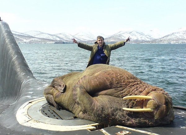 russia - huge walrus