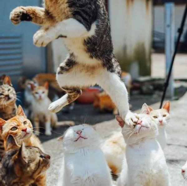 perfect timing cat jumping off another cat