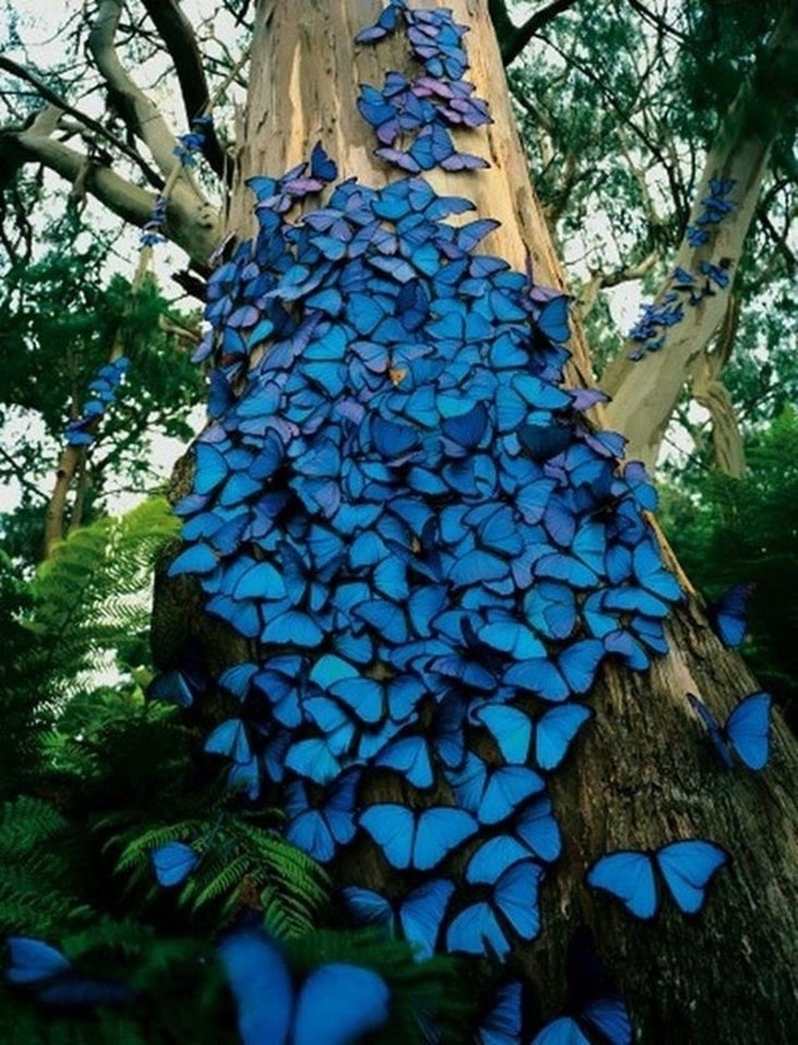 blue butterfly tree