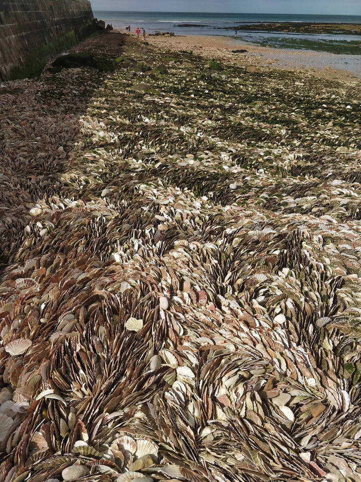 These shells that piled up on the shore of this beach look like grass in the wind.
