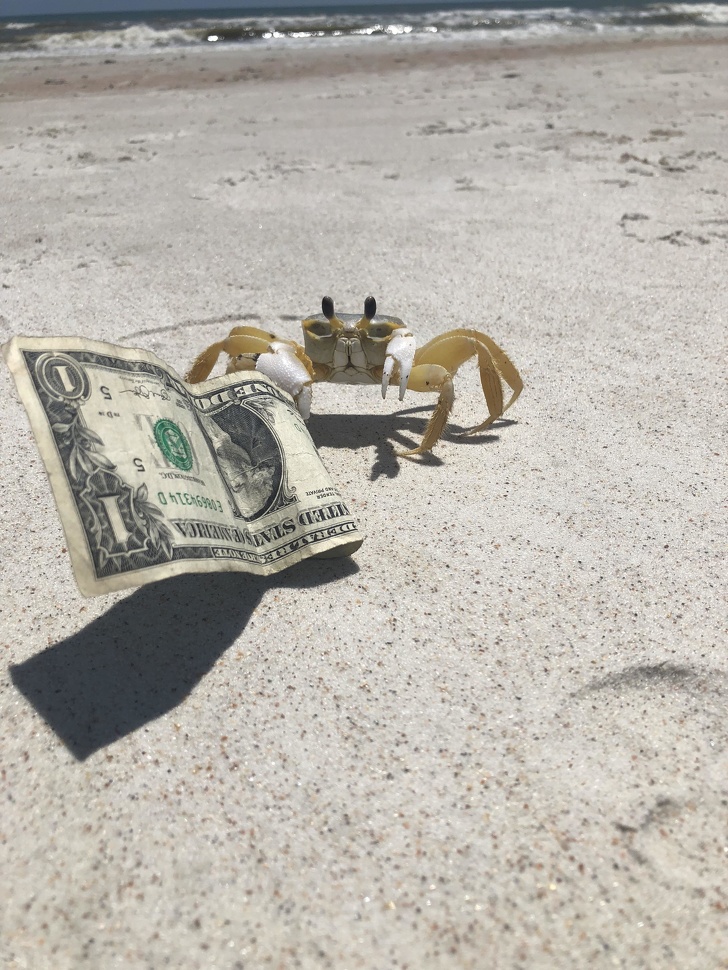 crab holding dollar bill - Yownxm Vus This G