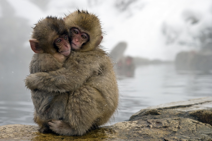 snow monkeys hugging