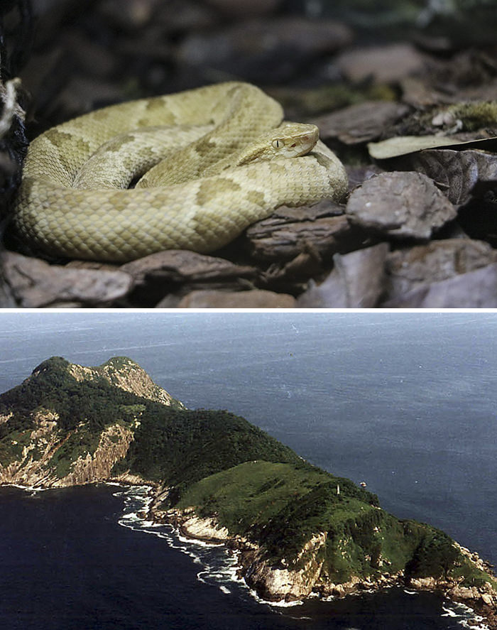Ilha Da Queimada Grande (Snake Island), Atlantic Ocean.

Ilha da Queimada Grande island is located off the coast of Brazil in the Atlantic Ocean. It is the only home to now critically endangered venomous golden lancehead pit viper. The island is closed to the public in order to protect this snake population as well as protect the visitors, as by some estimates there is one snake to every square meter of the island.
