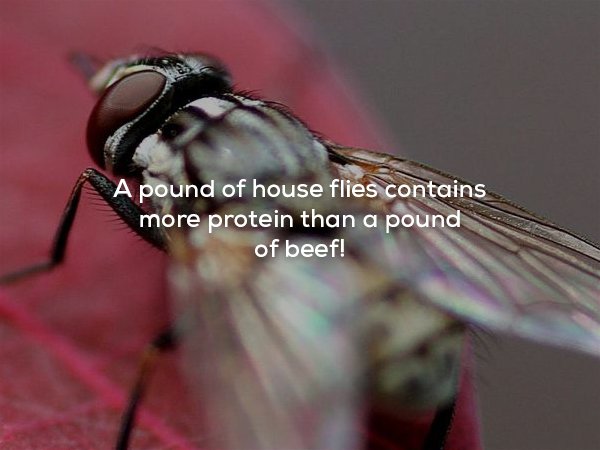 close up - A pound of house flies contains more protein than a pound of beef!