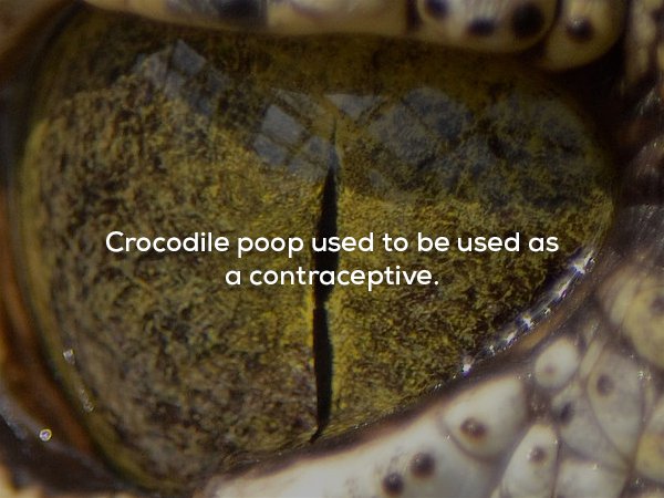 reptile - Crocodile poop used to be used as a contraceptive.