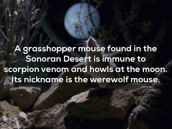 grasshopper mouse howl - A grasshopper mouse found in the Sonoran Desert is immune to scorpion venom and howls at the moon. Its nickname is the werewolf mouse.