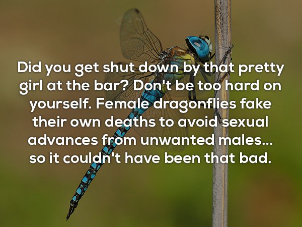 lycaenid - Did you get shut down by that pretty girl at the bar? Don't be too hard on yourself. Female dragonflies fake their own deaths to avoid sexual advances from unwanted males.. so it couldn't have been that bad.