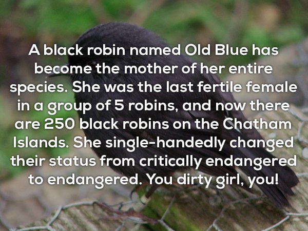 chatham island black robin - A black robin named Old Blue has become the mother of her entire species. She was the last fertile female in a group of 5 robins, and now there are 250 black robins on the Chatham Islands. She singlehandedly changed their stat