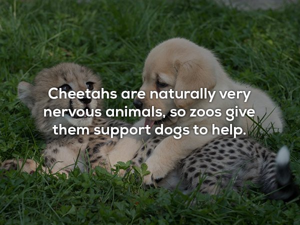 baby cheetah - Cheetahs are naturally very nervous animals, so zoos give them support dogs to help.