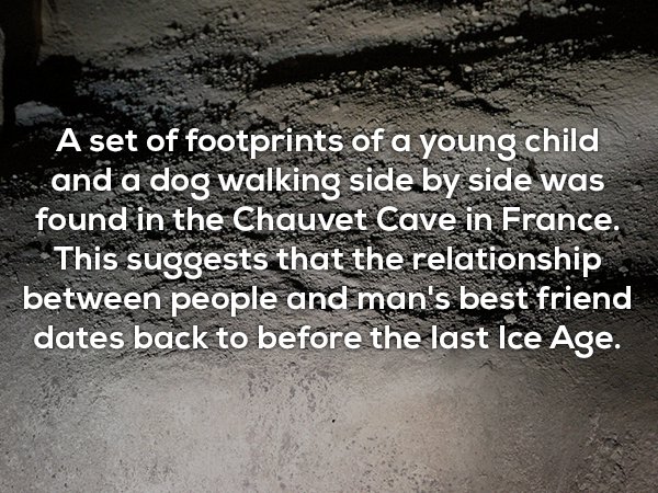 asphalt - A set of footprints of a young child and a dog walking side by side was found in the Chauvet Cave in France. This suggests that the relationship between people and man's best friend dates back to before the last Ice Age.
