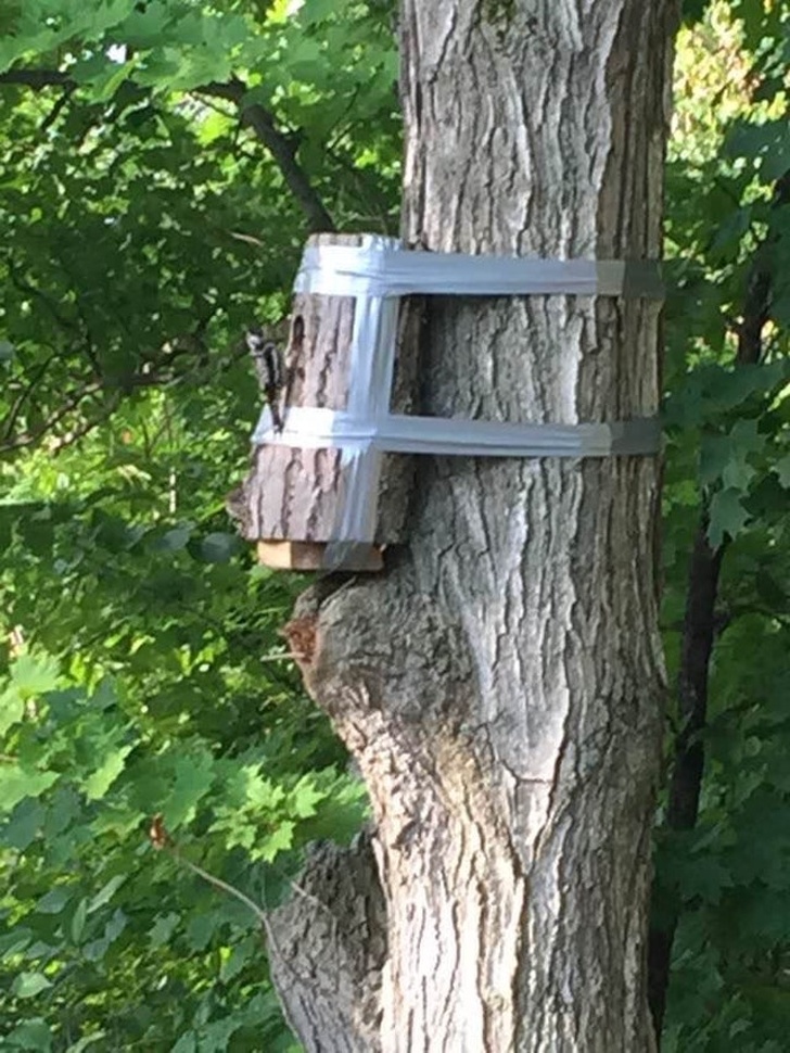 creative woodpecker nest in tree