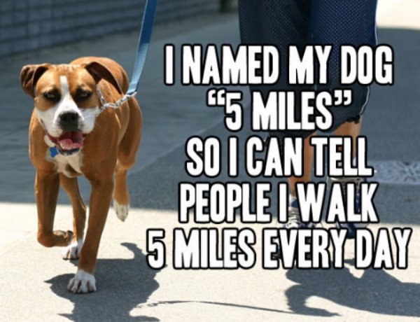 smart 5 miles meme - I Named My Dog 545 Miles" So I Can Tell People I Walk 5 Miles Every Day