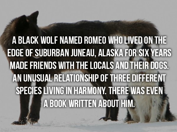 wtf facts - woman who wasn't there (2012) - A Black Wolf Named Romeo Who Lived On The Edge Of Suburban Juneau, Alaska For Six Years Made Friends With The Locals And Their Dogs. An Unusual Relationship Of Three Different Species Living In Harmony. There Wa
